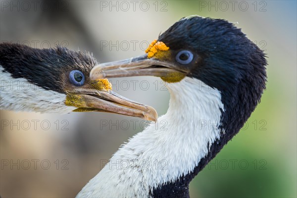 Blue-eyed cormorants (Leucocarbo atriceps or Phalacrocorax atriceps) also Antarctic cormorant