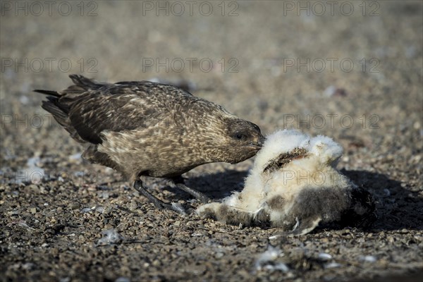 Great skua (Stercorarius skua) eats at the carcass of a Gentoo penguin (Pygoscelis papua)