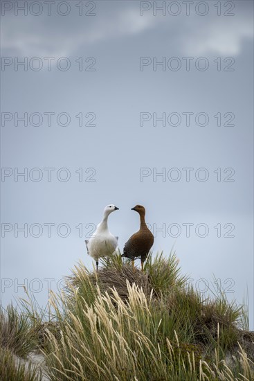 Upland Geese (Chloephaga picta)