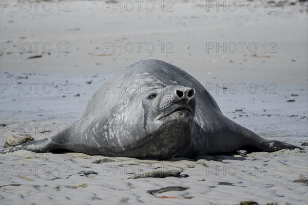 Southern elephant seal (Mirounga leonina)