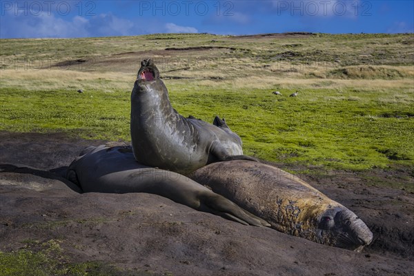 Southern elephant seal (Mirounga leonina)