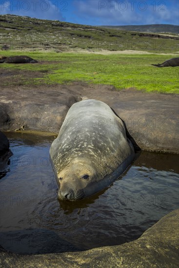 Southern elephant seal (Mirounga leonina)