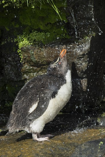 Rockhopper Penguin (Eudyptes chrysocome) cleans its plumage at a fresh water site