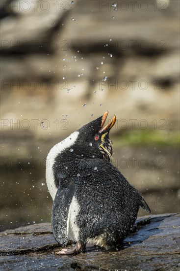 Rockhopper Penguin (Eudyptes chrysocome) cleans its plumage at a fresh water site