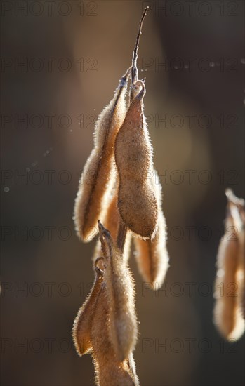 Mature Soybean ready to Harvest near Luis Eduardo Magalhaes