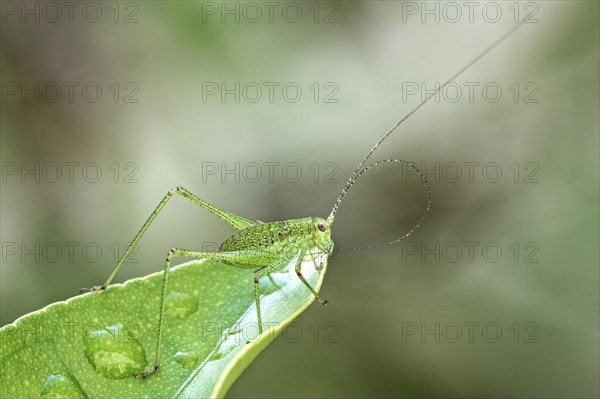 Speckled bush-cricket (Leptophyes punctatissima) sits on leaf