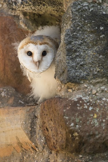 Young bird of one (Tyto alba) in its nest in a church wall