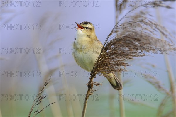 Sedge warbler (Acrocephalus schoenobaenus) on the Ansitzwarte at the reeds in the Ochsenmoor