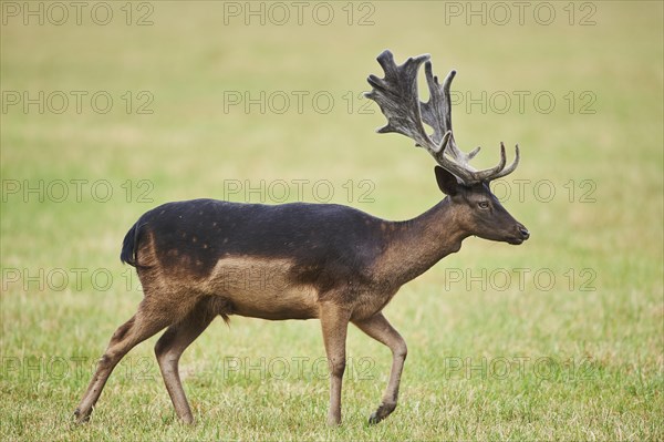 Fallow deer (Dama dama ) Deer