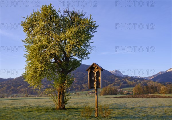 Way cross and flowering pear tree in the morning light