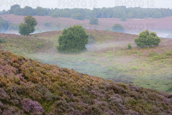 Oak in blooming heath with fog in the valleys