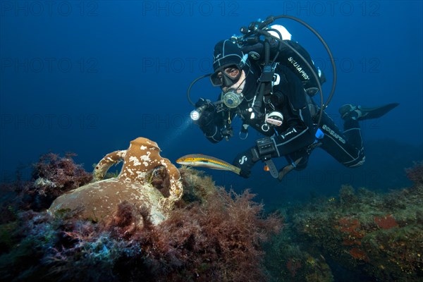 Divers and ancient amphora