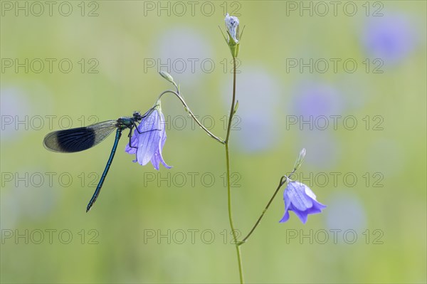 Banded demoiselle (Calopteryx splendens)