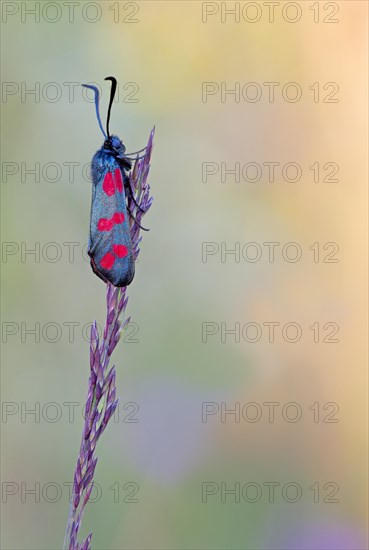 Six-spot burnet (Zygaena filipendulae) sitting on an ear of grass in warm light