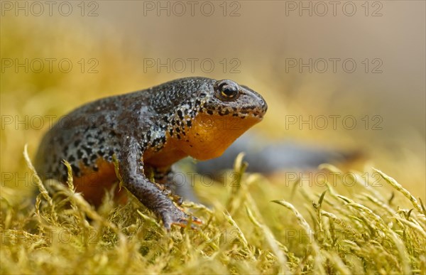 Alpine newt (Ichthyosaura alpestris) sitting on a moss cushion