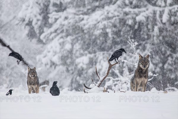 Pack of wolves (Canis lupus) observes ravens (Corvus corax) feeding on the carcass