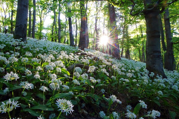 Bloomer (Allium ursinum)