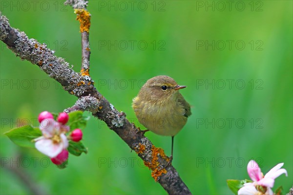 Common chiffchaff or (Phylloscopus collybita) on flowering apple branch