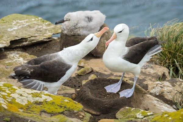 Black-browed Albatross (Thalassarche melanophris)