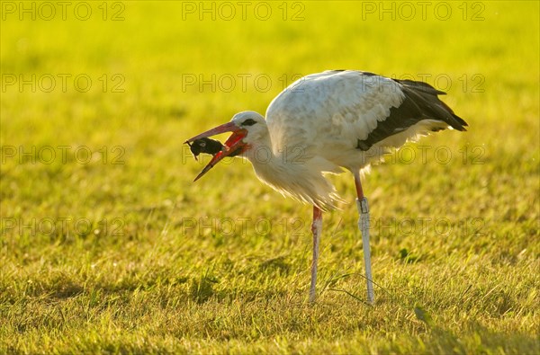 White stork (Ciconia ciconia) captures European mole (Talpa europaea)