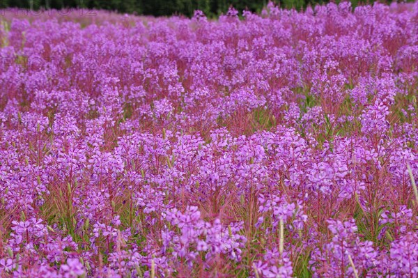 Blooming sally (Chamaenerion angustifolium)