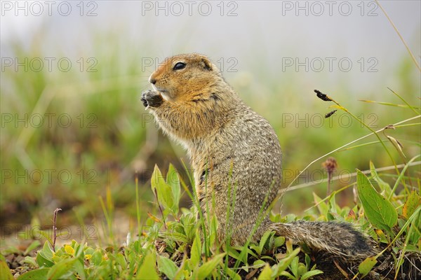 Arctic ground squirrel (Spermophilus parryii)