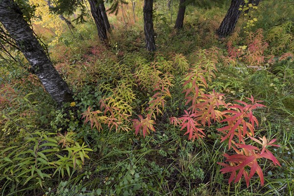 Forest floor in autumn