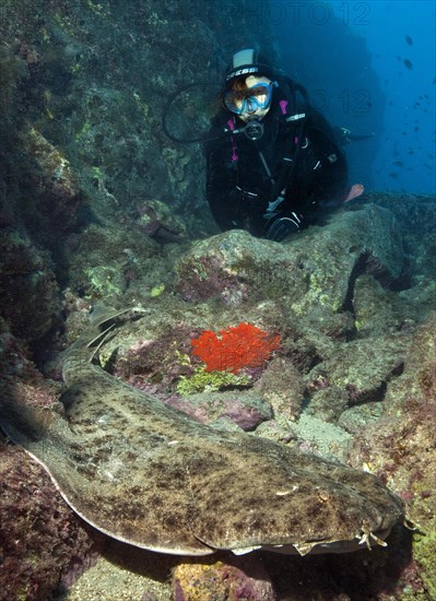 Diver and Atlantic angelshark (Squatina squatina)