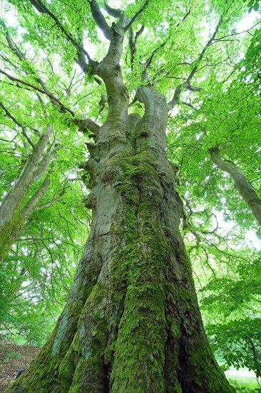 Gnarled old beech (Fagus sylvatica)