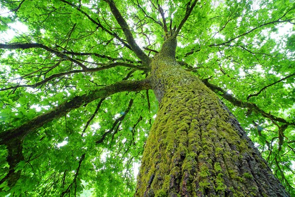 Old oak (Quercus robur) from the frog's perspective with moss and fresh foliage