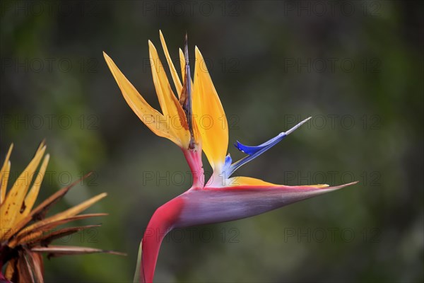 Rushes Bird of Paradise flower