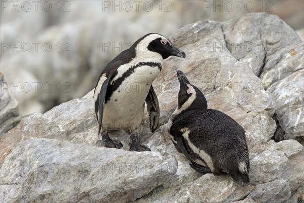 African penguin (Spheniscus demersus)