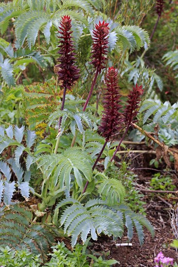 Giant honey flower (Melianthus major )