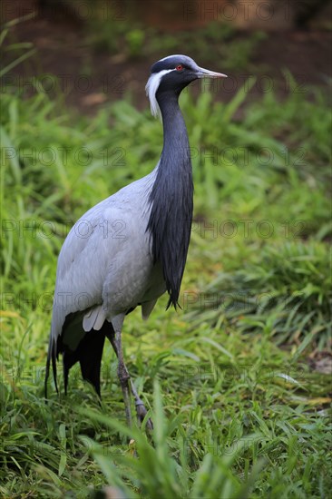 Demoiselle crane (Anthropoides virgo)