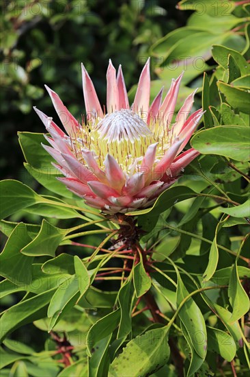 King Protea (Protea cynaroides)