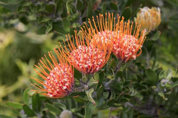 Pincushion protea