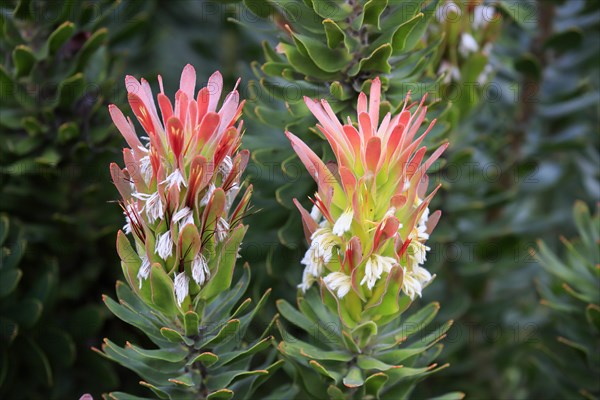 Protea