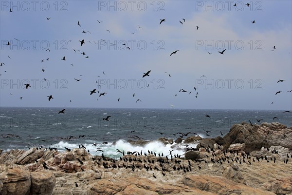 Stony Point Nature Reserve