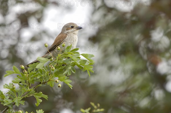 Red-backed shrike (Lanius collurio) sits on Hawthorn branch (Crataegus)