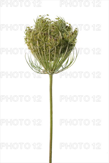 Nest-shaped rolled fruit umbel of the wild carrot (Daucus carota subsp. carota) on white background