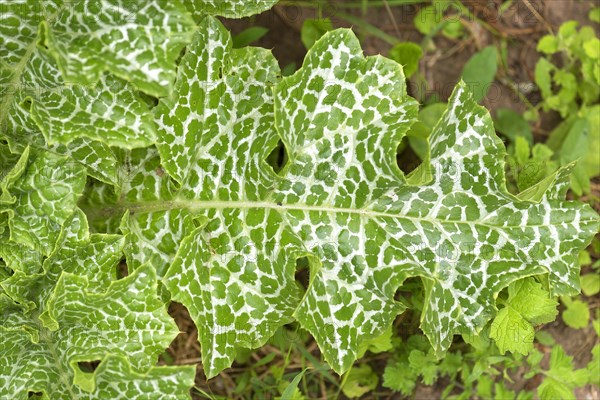 Leaf of a Carduus marianus (Silybum marianum)