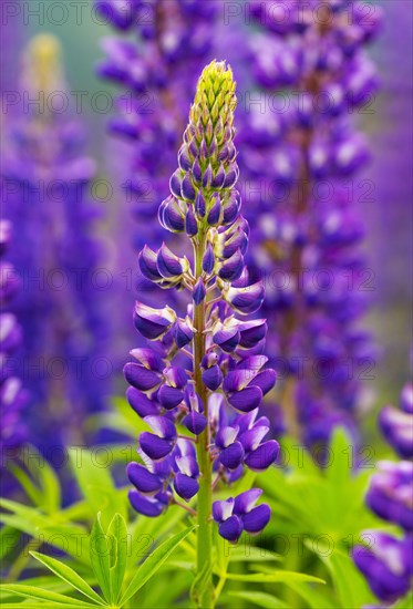 Lupines