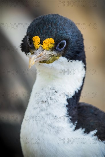 Imperial shag (Phalacrocorax atriceps)