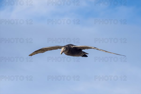 Southern giant petrel (Macronectes giganteus) in flight