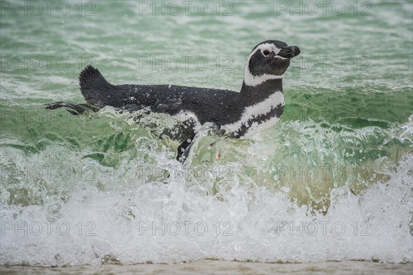 Magellanic penguin (Spheniscus magellanicus) in water