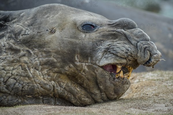 Southern elephant seal (Mirounga leonina)