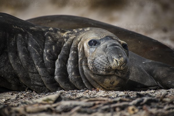 Southern elephant seal (Mirounga leonina)