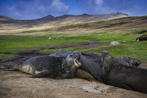 Southern elephant seals (Mirounga leonina)