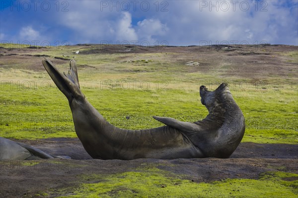 Southern elephant seal (Mirounga leonina)