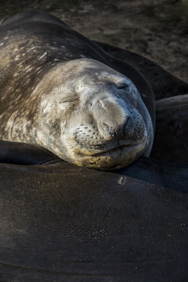 Southern elephant seal (Mirounga leonina)